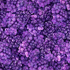 Fresh - Purple Grapes - Ombre
